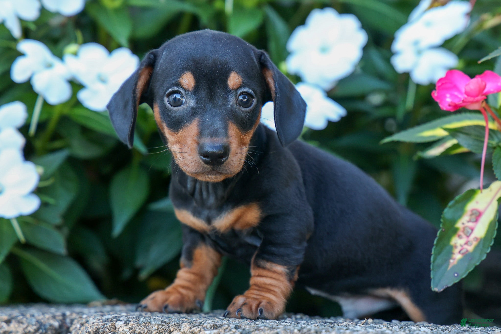 Miniature Dachshund dogs  Zack🐶 - Ad 1