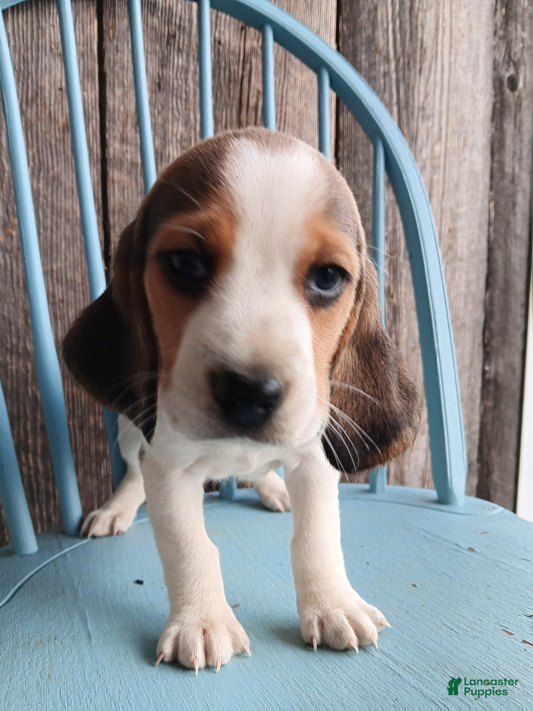Beagle dogs for sale: Reisin - Ad 4