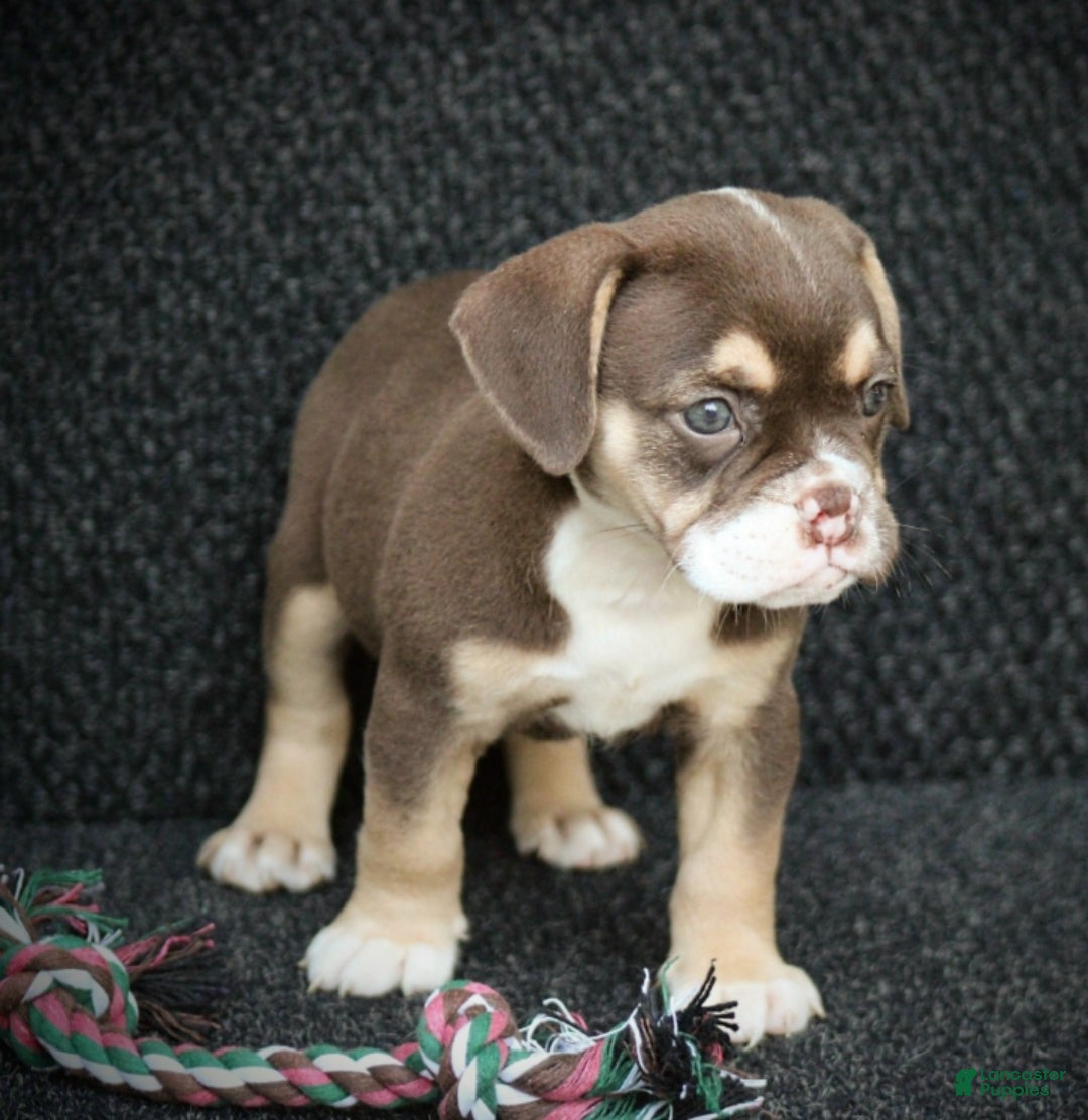 Beabull dogs Tootsie - Ad 1