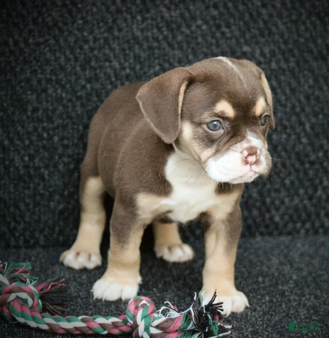 Beabull dogs for sale: Tootsie - Ad 1