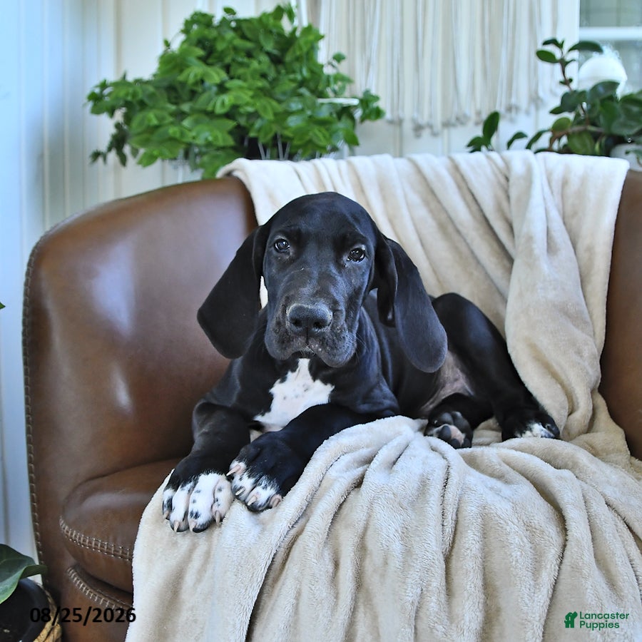 Great Dane dogs Baxter - Ad 1