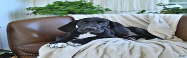 Baxter