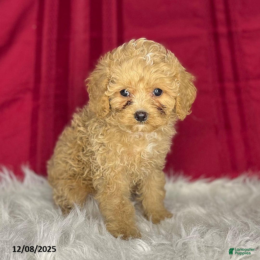 Cavapoochon dogs for sale: Jody - Ad 4