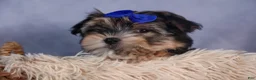 Morkie dogs for sale: Newton - Ad 7
