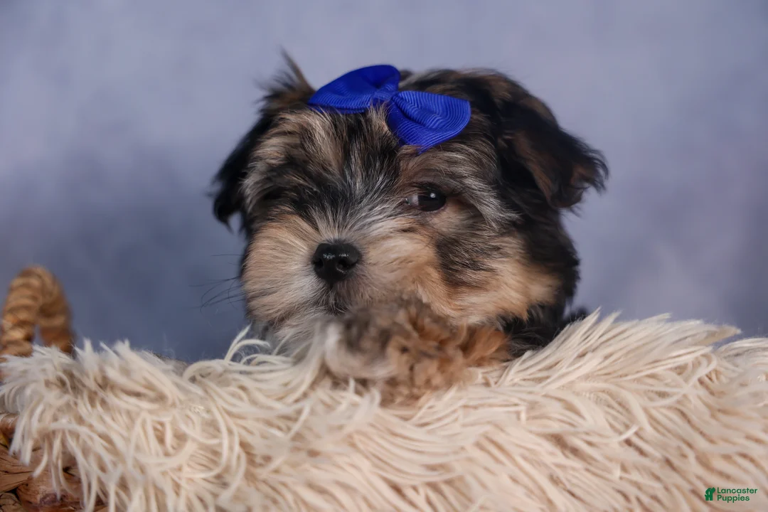Morkie dogs for sale: Newton - Ad 7