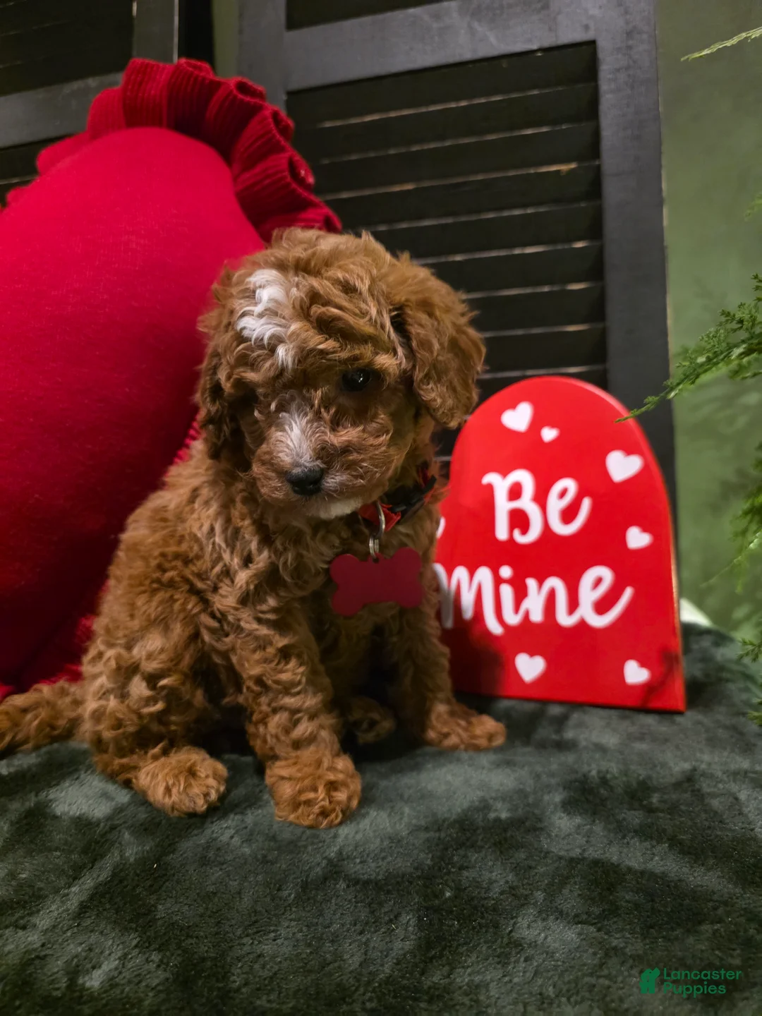 Mini Bernedoodle dogs for sale: Jax  - Ad 5