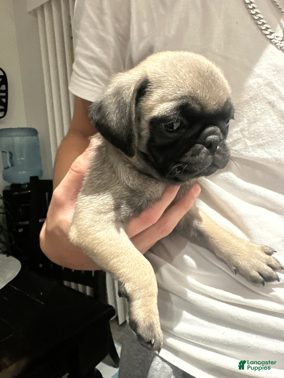 Pug dogs for sale: Pug 6 - Ad 1