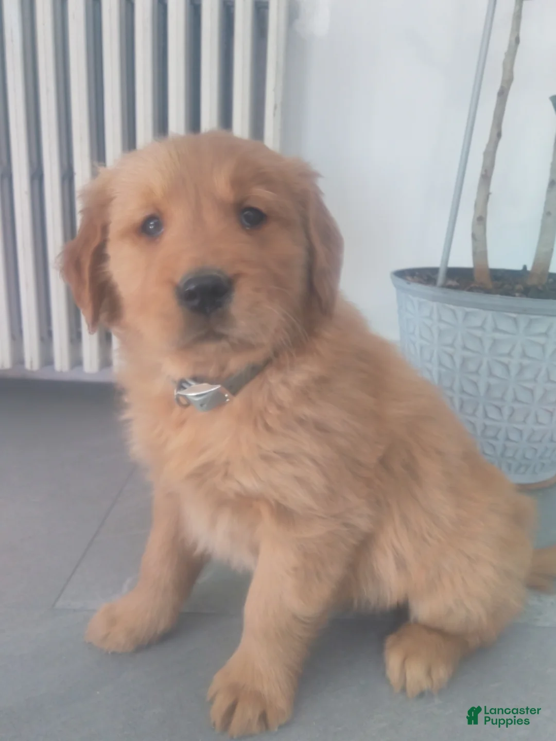 Golden Retriever dogs for sale: Jasper (gray collar)“I’m the curious explorer.” - Ad 1