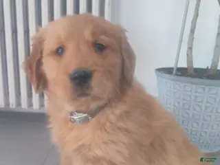 Golden Retriever dogs Jasper (gray collar)“I’m the curious explorer.” - Ad 9