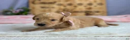 Goldendoodle dogs for sale: Wilhelma - Ad 3