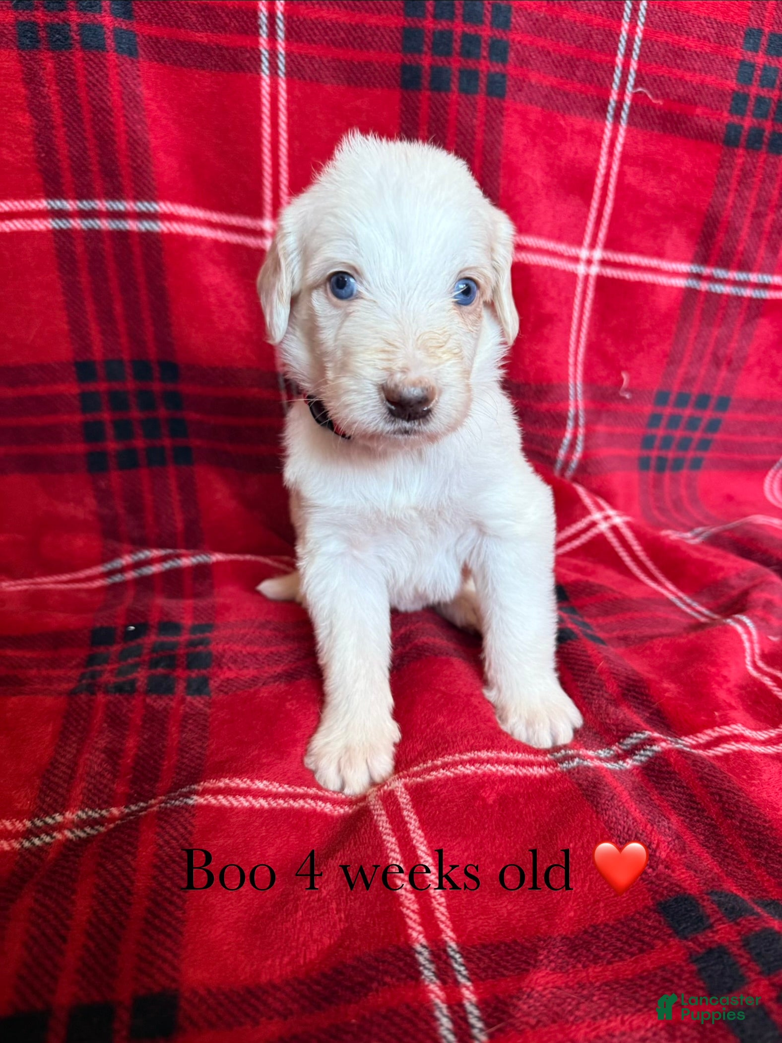 Double Doodle dogs for sale: Boo 👻  - Ad 24