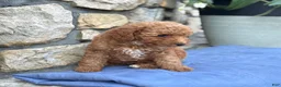 Miniature Poodle dogs for sale: Max - Ad 6