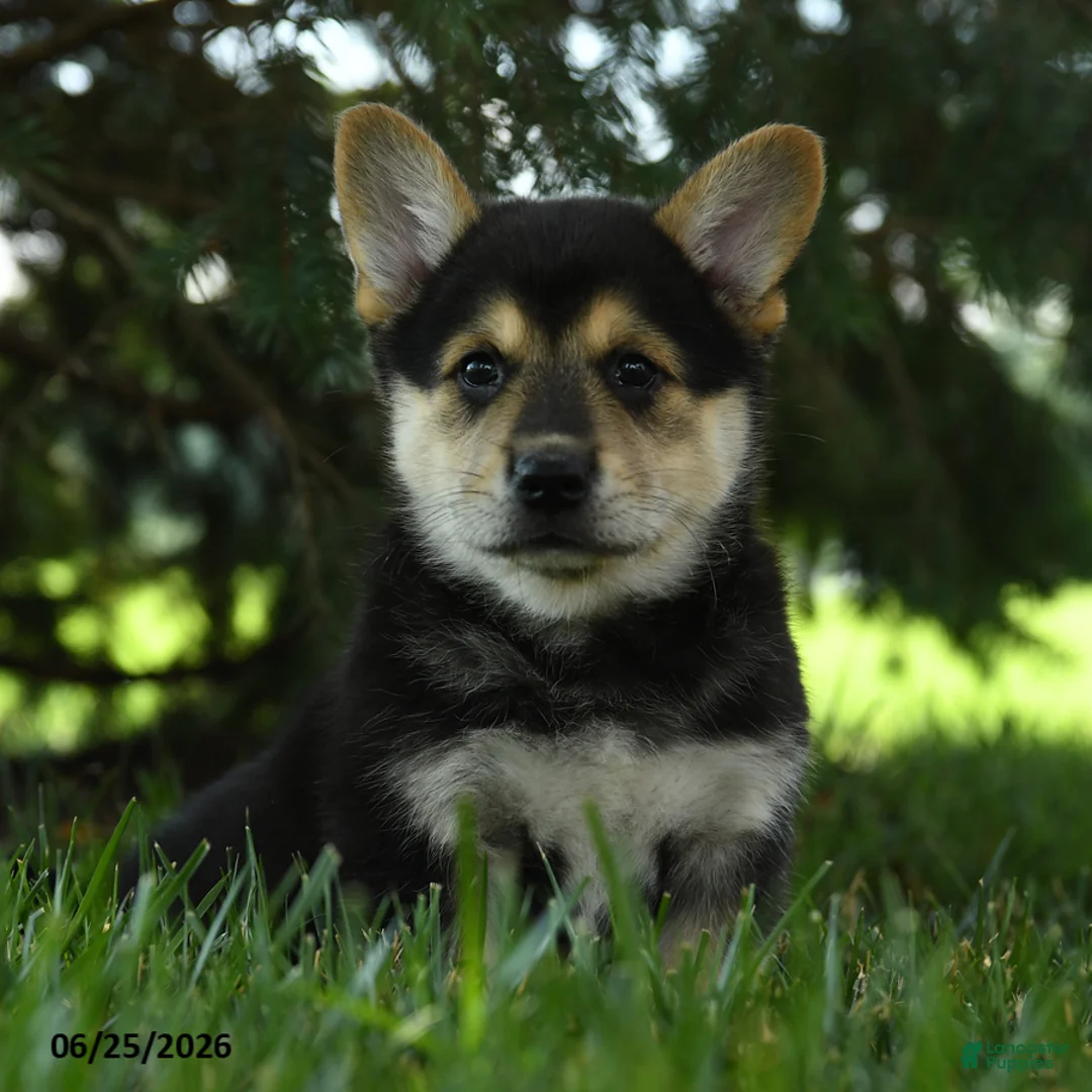 Mixed Breed dogs for sale: Archie - Ad 1