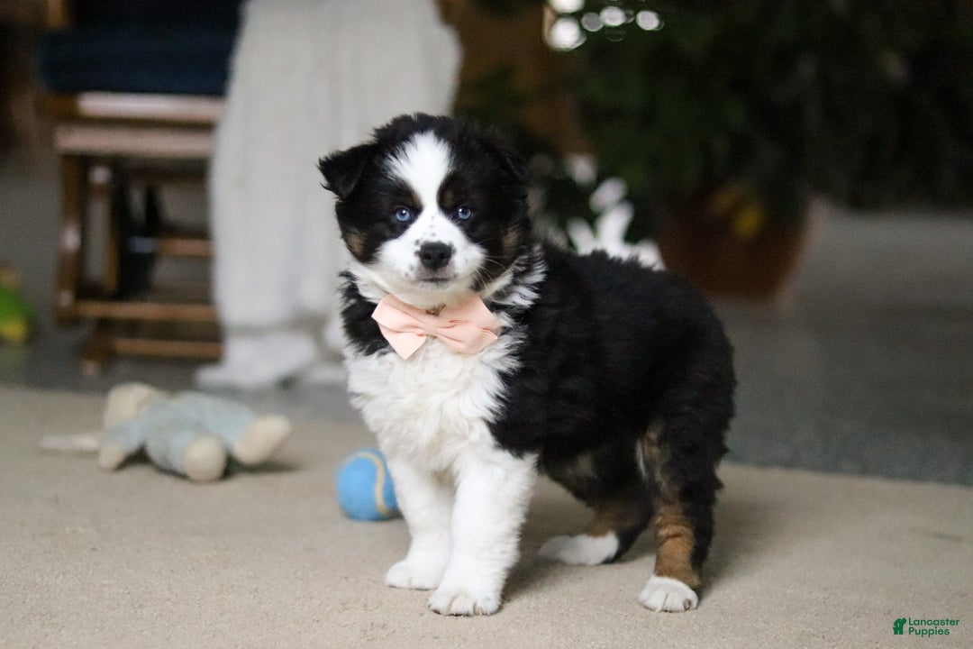 Miniature Australian Shepherd dogs for sale: Trixie - Ad 3