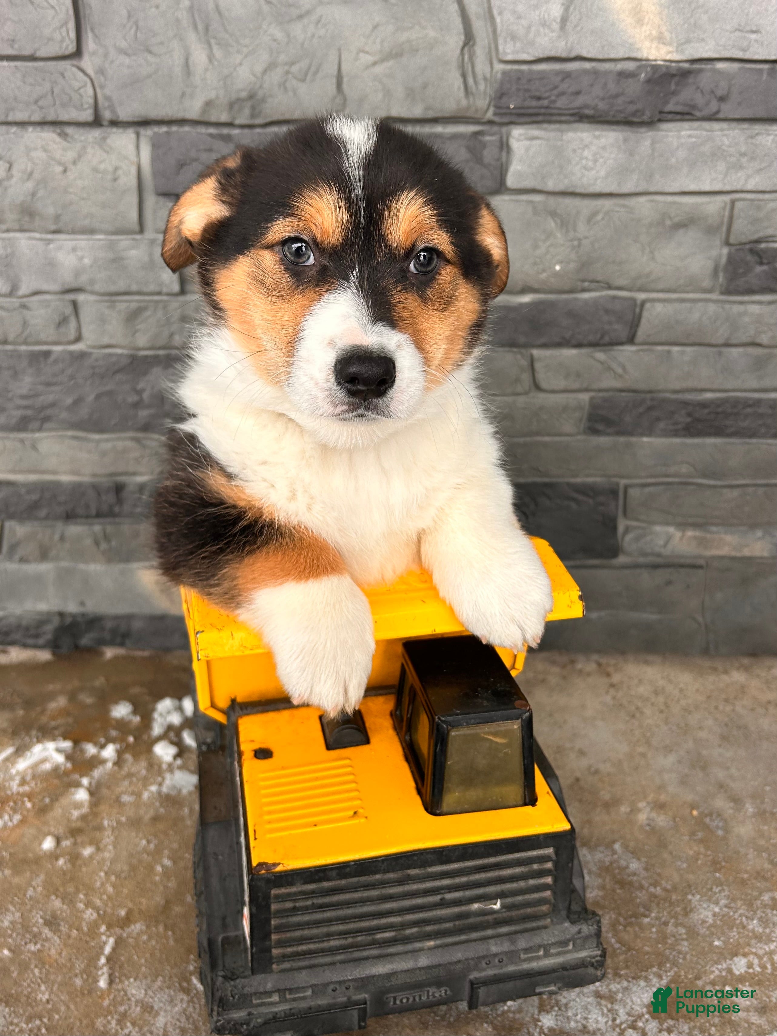 Welsh Corgi Pembroke dogs Cleo - Ad 28