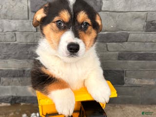 Welsh Corgi Pembroke dogs Cleo - Ad 28