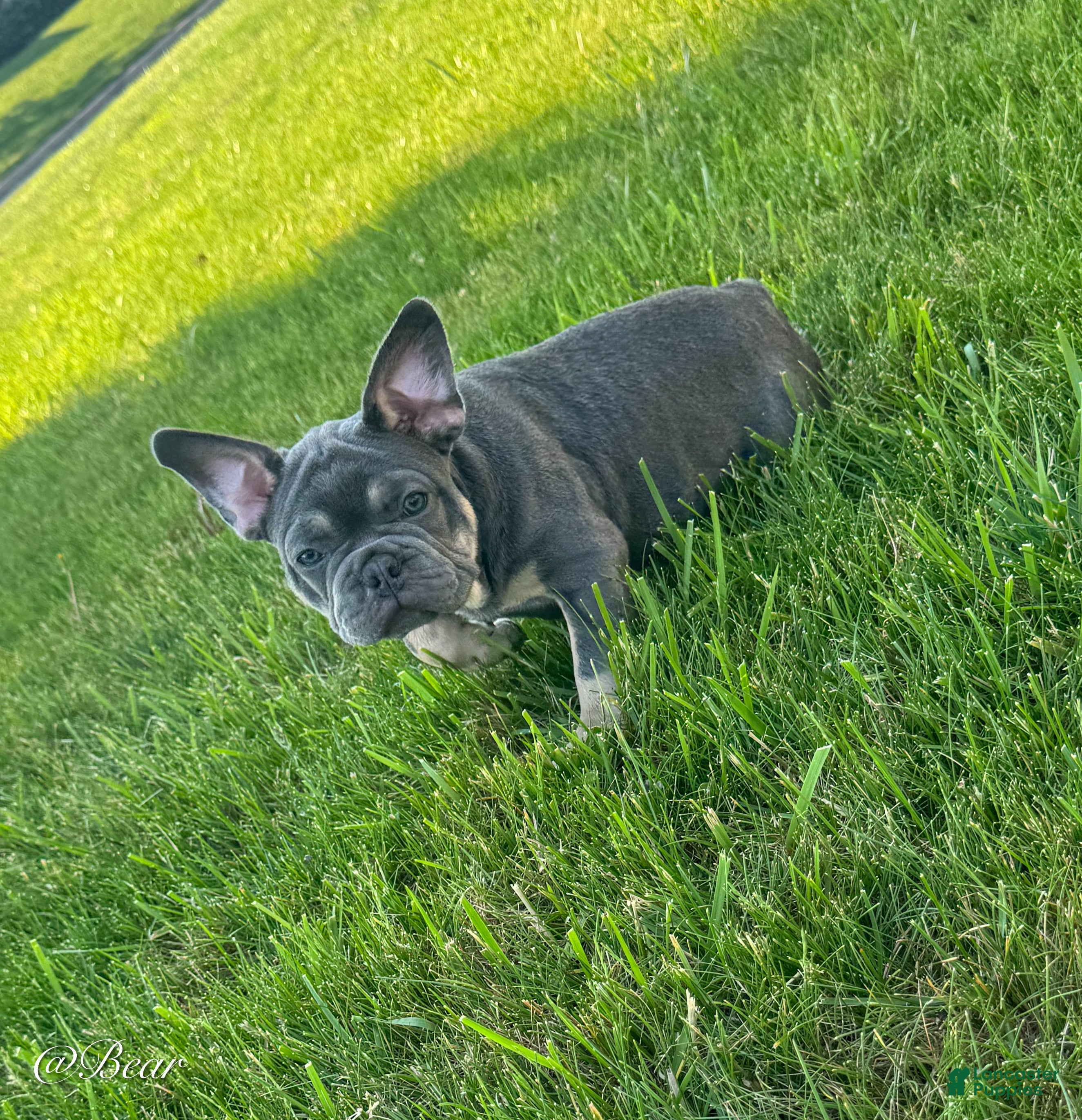 French Bulldog dogs Bear - Ad 2