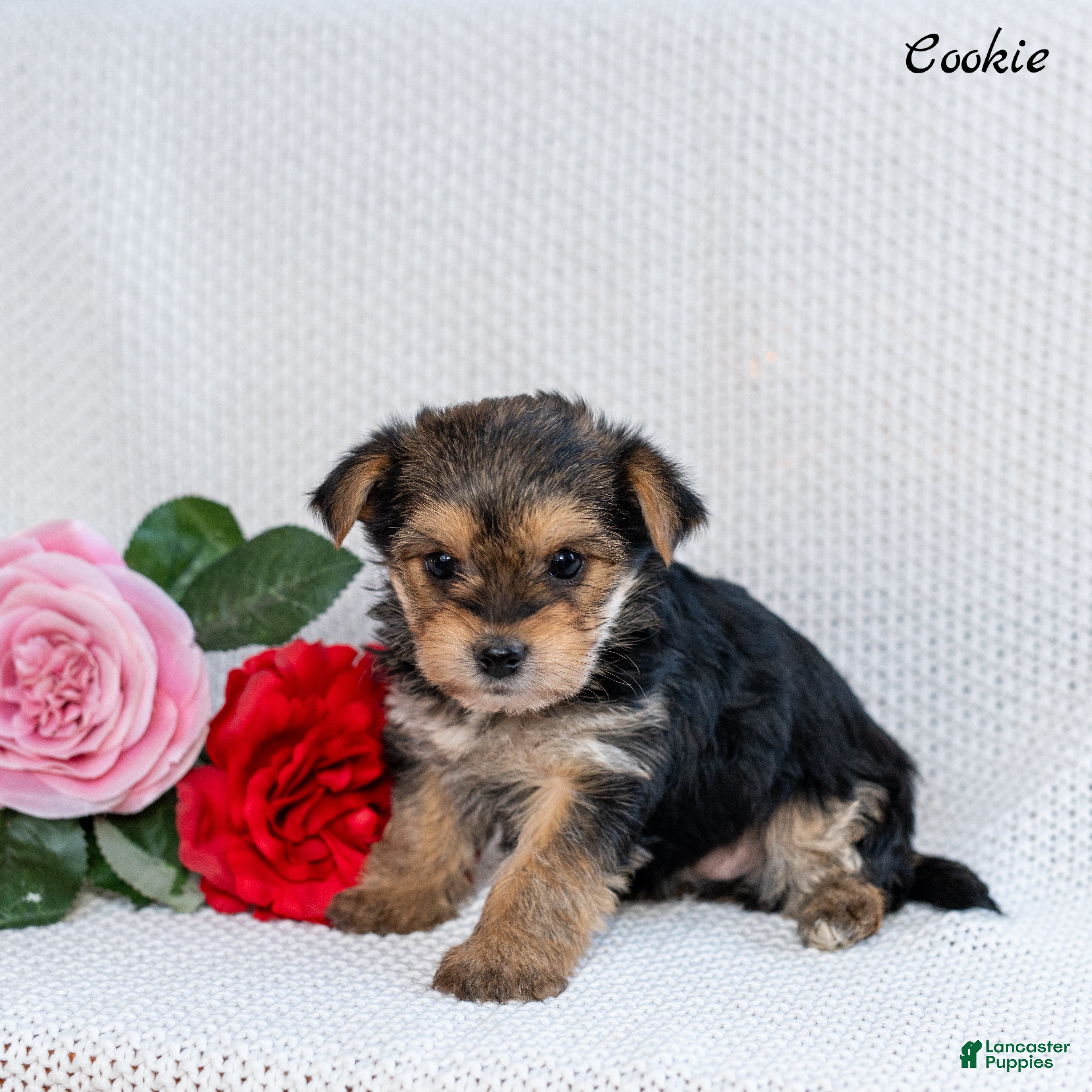 Morkie dogs Cookie - Ad 9