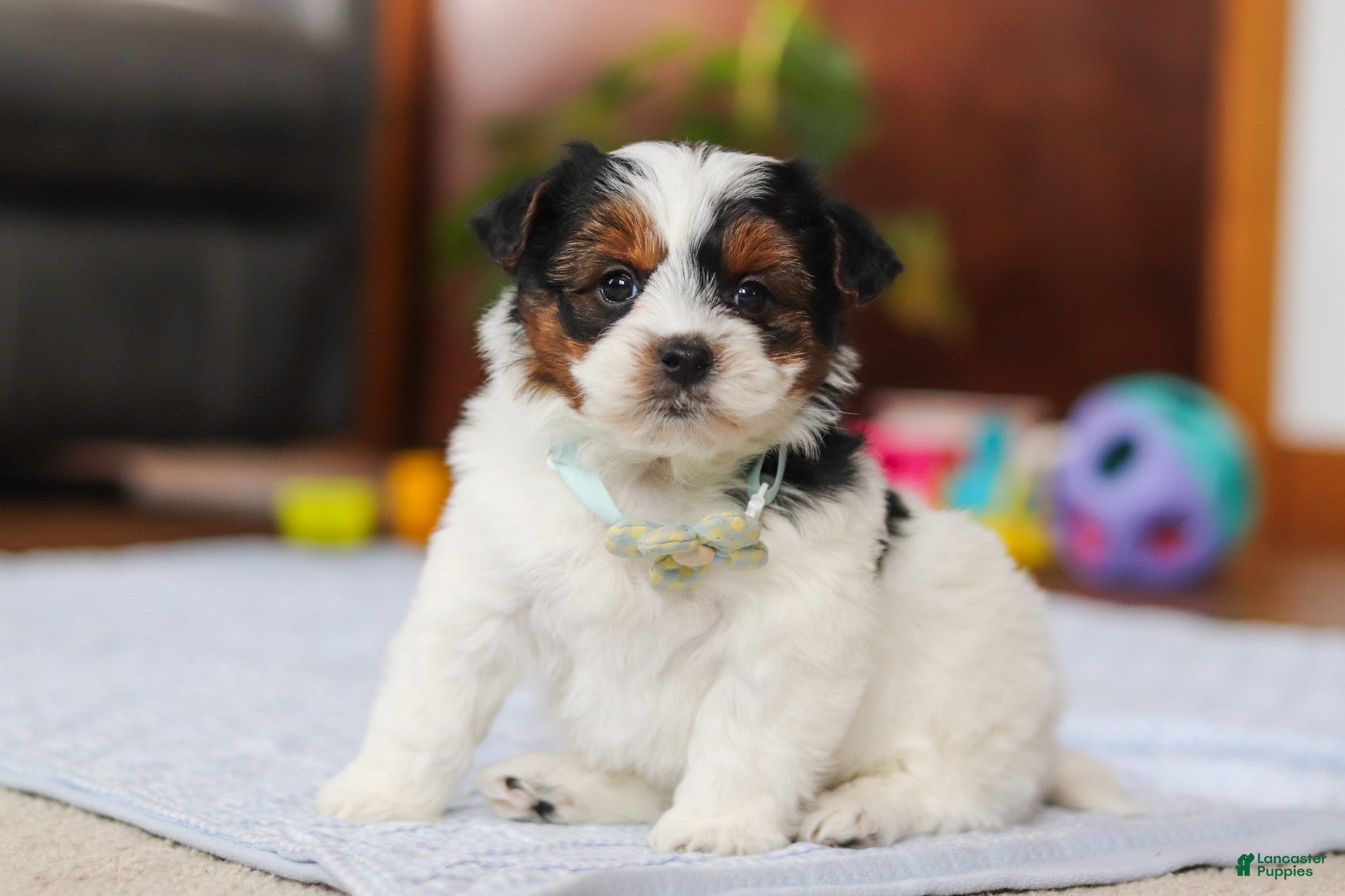Yorkiepoo dogs Blake - Ad 2