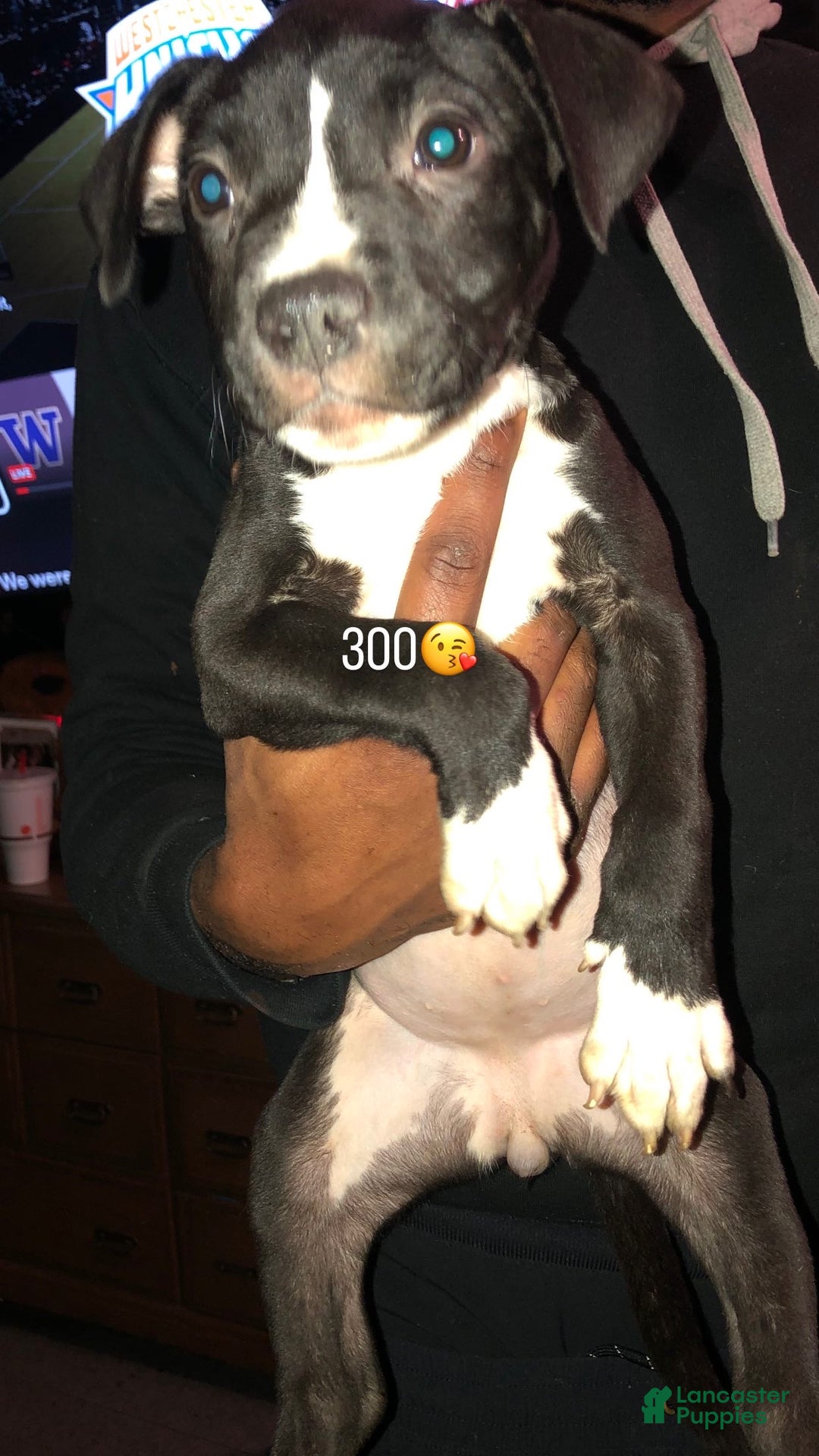 Mixed Breed dogs for sale: Ferrari  - Ad 3