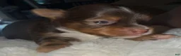 Yorkshire Terrier dogs for sale: Cookies and Cream - Ad 16