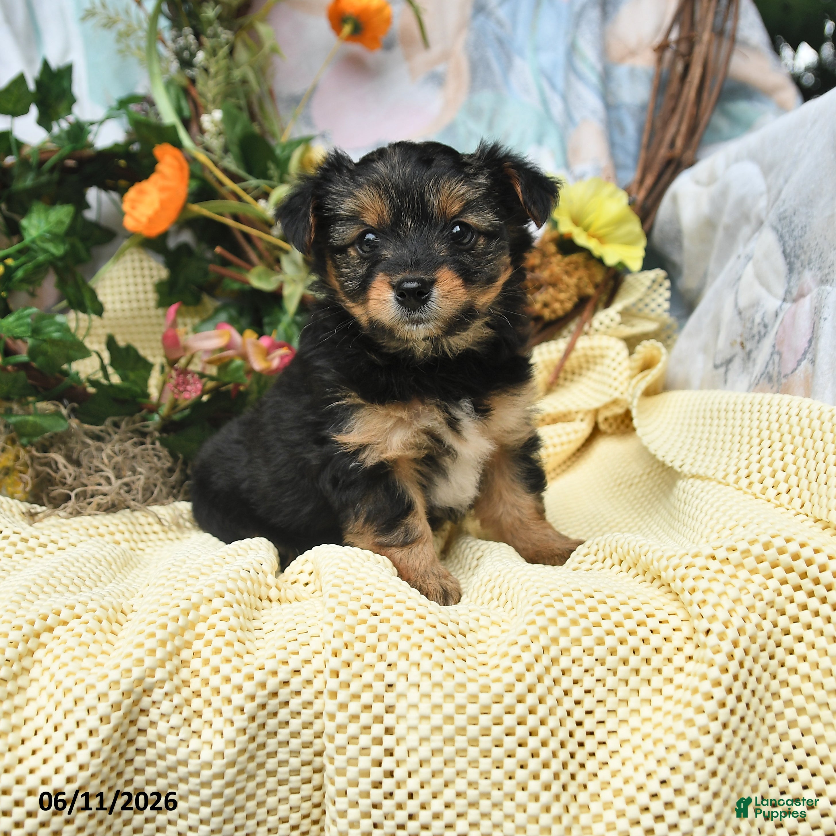 Yorkiepoo dogs Irene - Ad 1