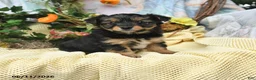 Yorkiepoo dogs for sale: Irene - Ad 1