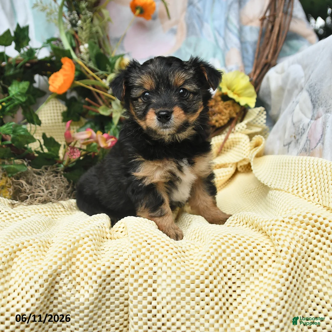 Yorkiepoo dogs for sale: Irene - Ad 1