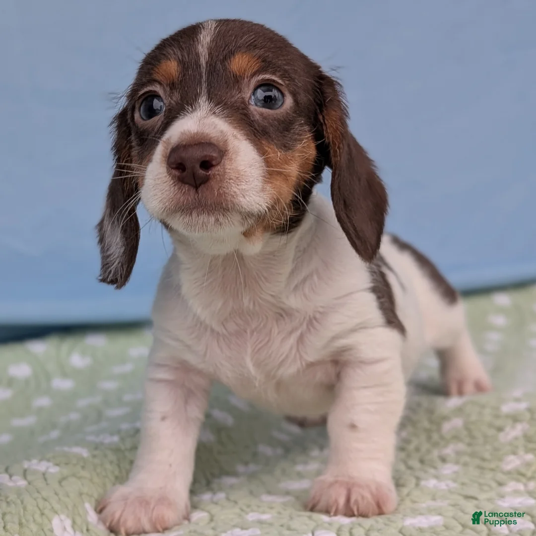 Miniature Dachshund dogs for sale: Hershey - Ad 5