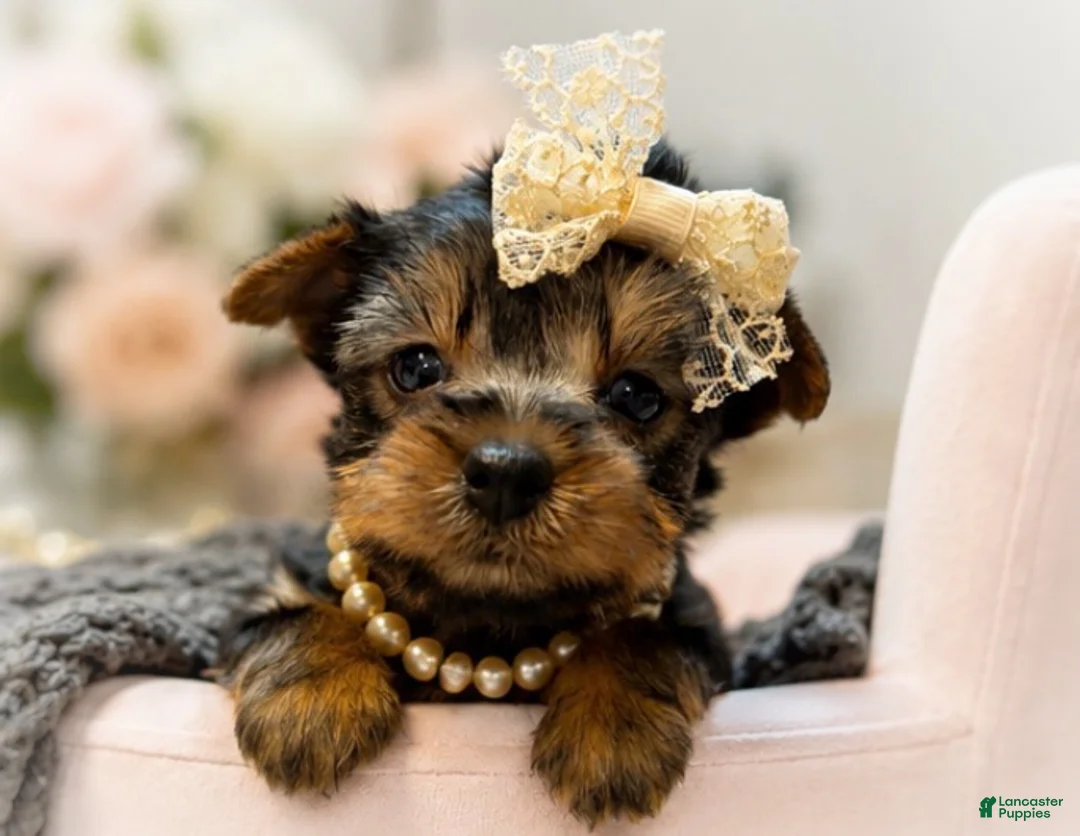 Yorkshire Terrier dogs for sale: Gidget 1.4 lbs on 8/28 - Ad 1