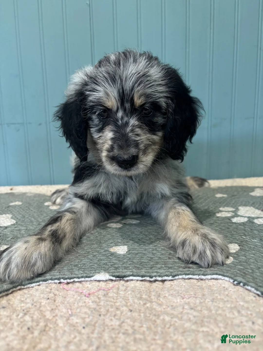 Aussiedoodle dogs for sale: Faith  - Ad 2