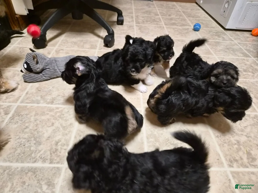 Malshi dogs for sale: Oreo - Ad 2