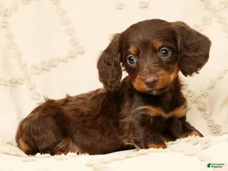 Miniature Dachshund dogs for sale: Frankie - Ad 4
