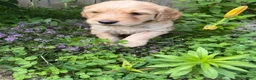 Goldendoodle dogs for sale: Goldendoodle 4 - Ad 6