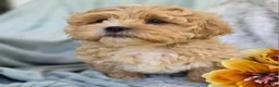 Shihpoo dogs for sale: Biscuit - Ad 5