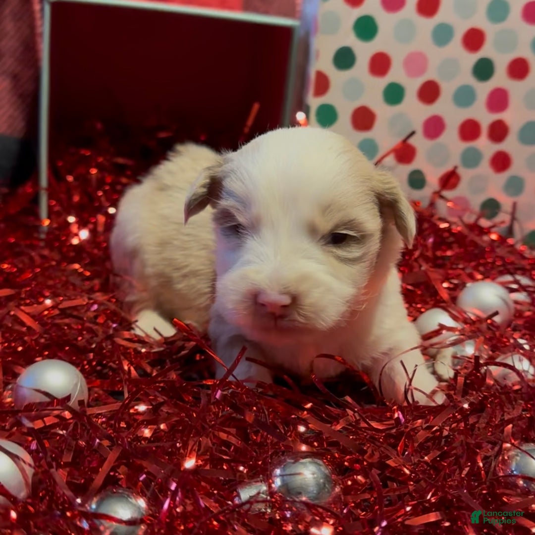 Mini Goldendoodle dogs for sale: El - Ad 5