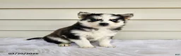 Pomsky dogs for sale: Lisa - Ad 3