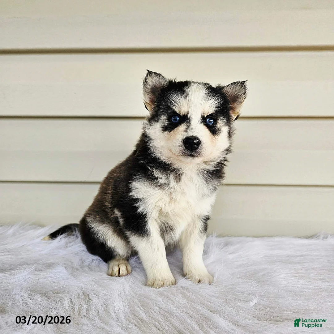Pomsky dogs for sale: Lisa - Ad 3