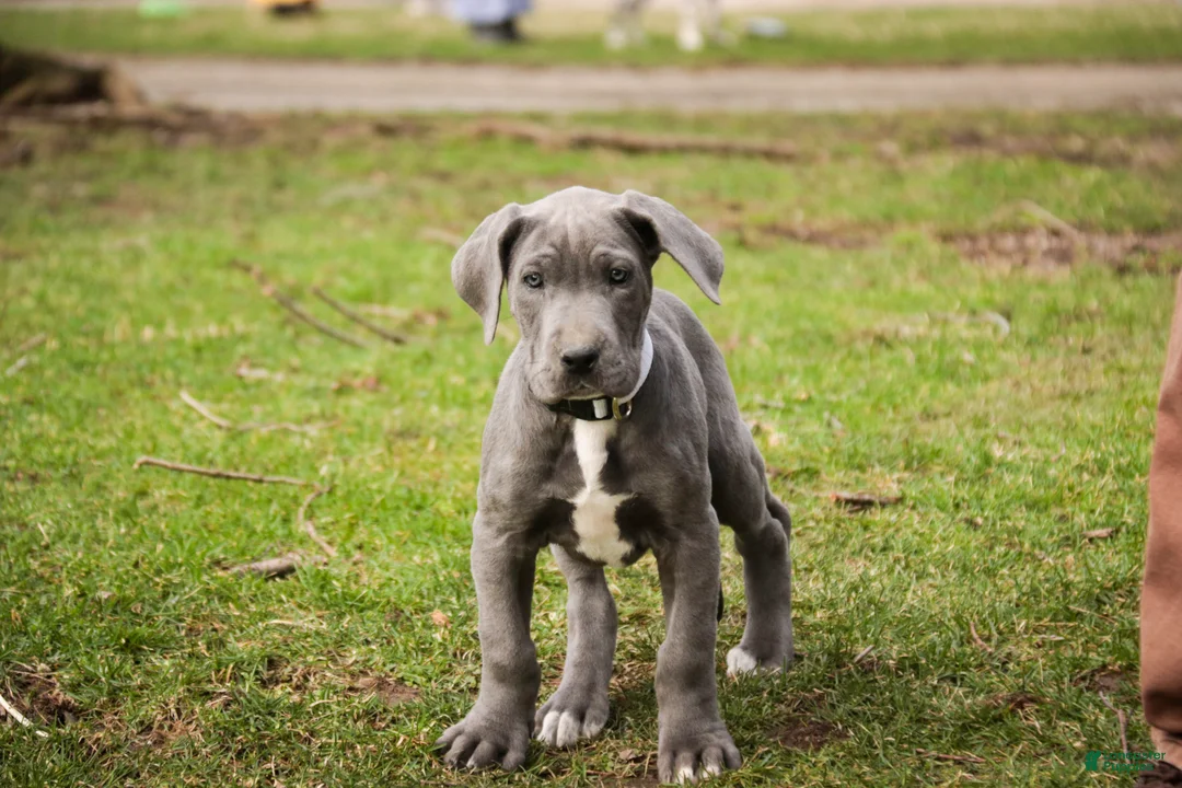 Great Dane dogs for sale: Winifred - Ad 2