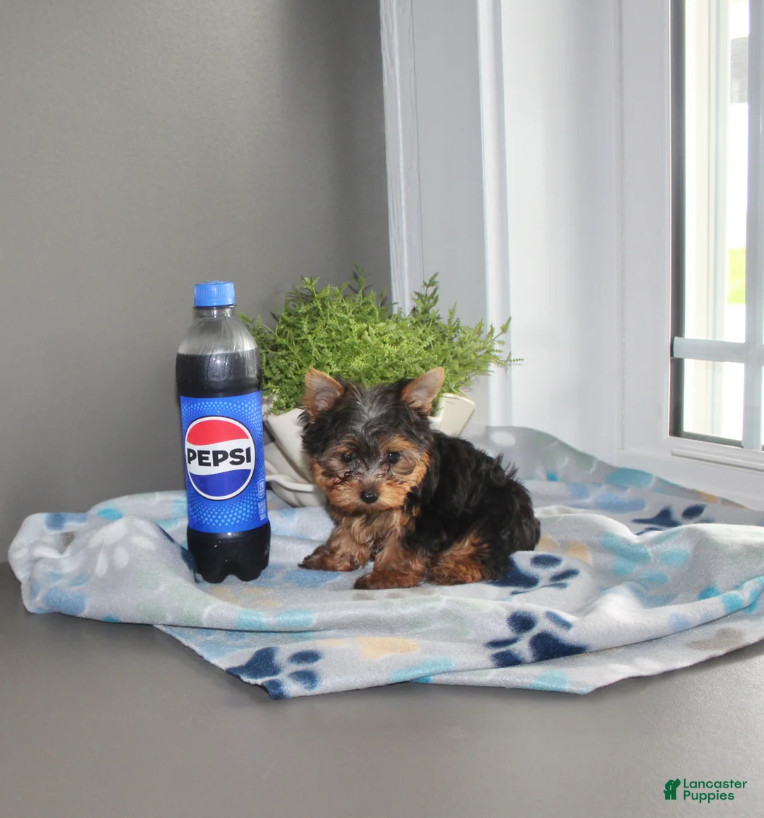 Yorkshire Terrier dogs for sale: Lily - Ad 1