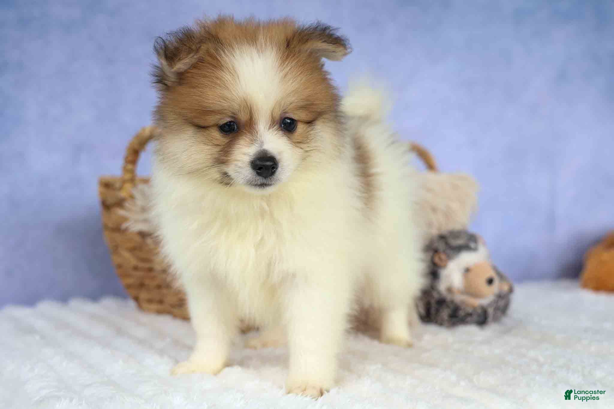 Pomeranian dogs Eric🐾 - Ad 1