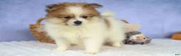 Pomeranian dogs for sale: Eric🐾 - Ad 7