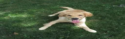 Golden Retriever dogs for sale: Golden Retriever 1 - Ad 19