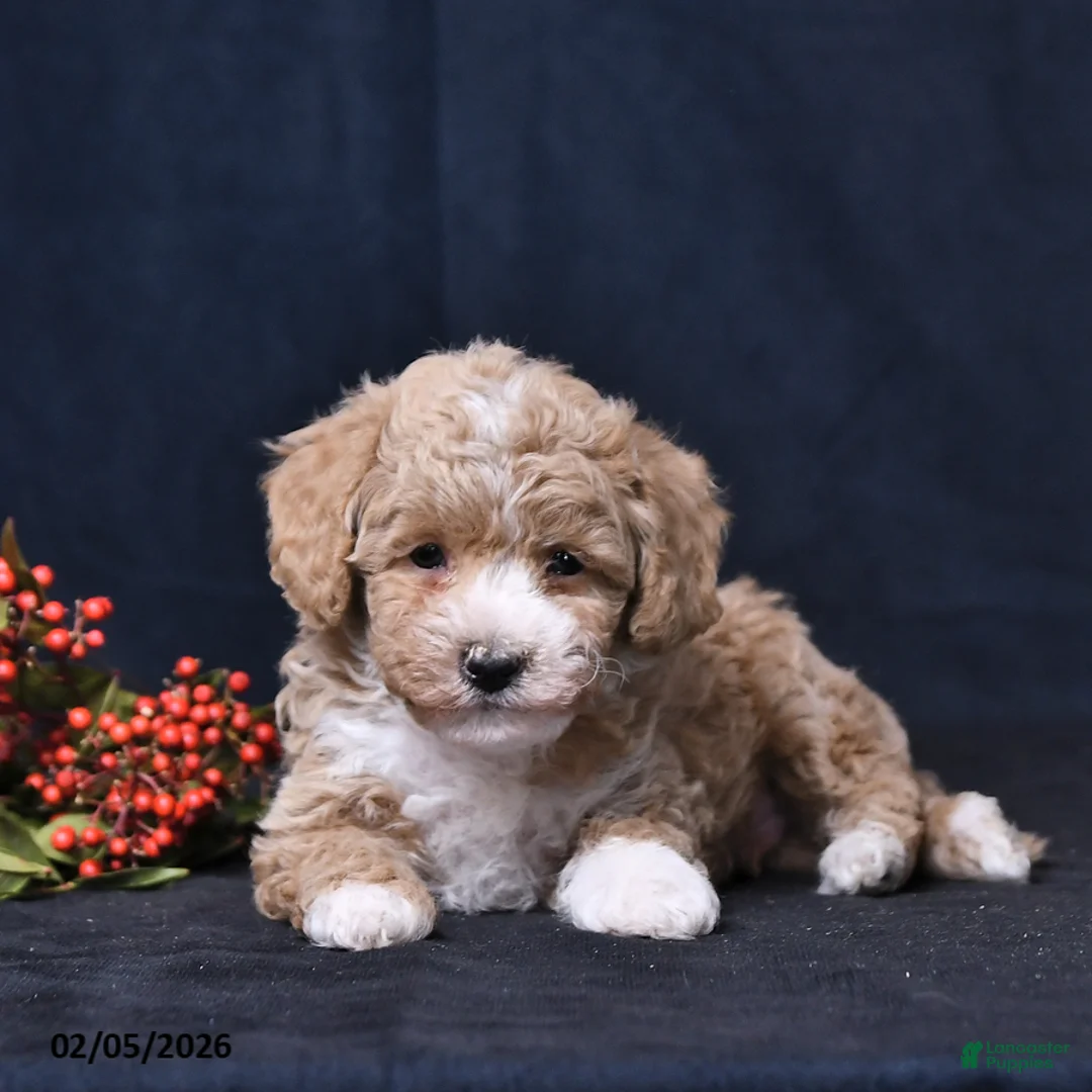 Toy Poodle dogs for sale: Neil - Ad 3