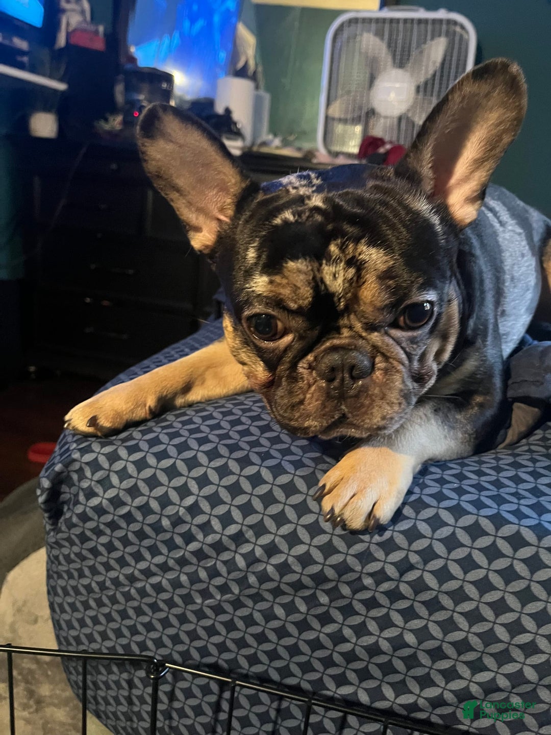 French Bulldog dogs for sale: Stirling - Ad 7