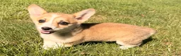 Welsh Corgi Pembroke dogs for sale: Ella - Ad 15
