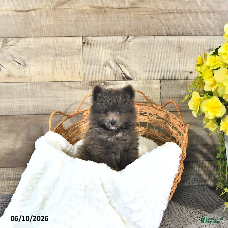 Pomeranian dogs Conner - Ad 2