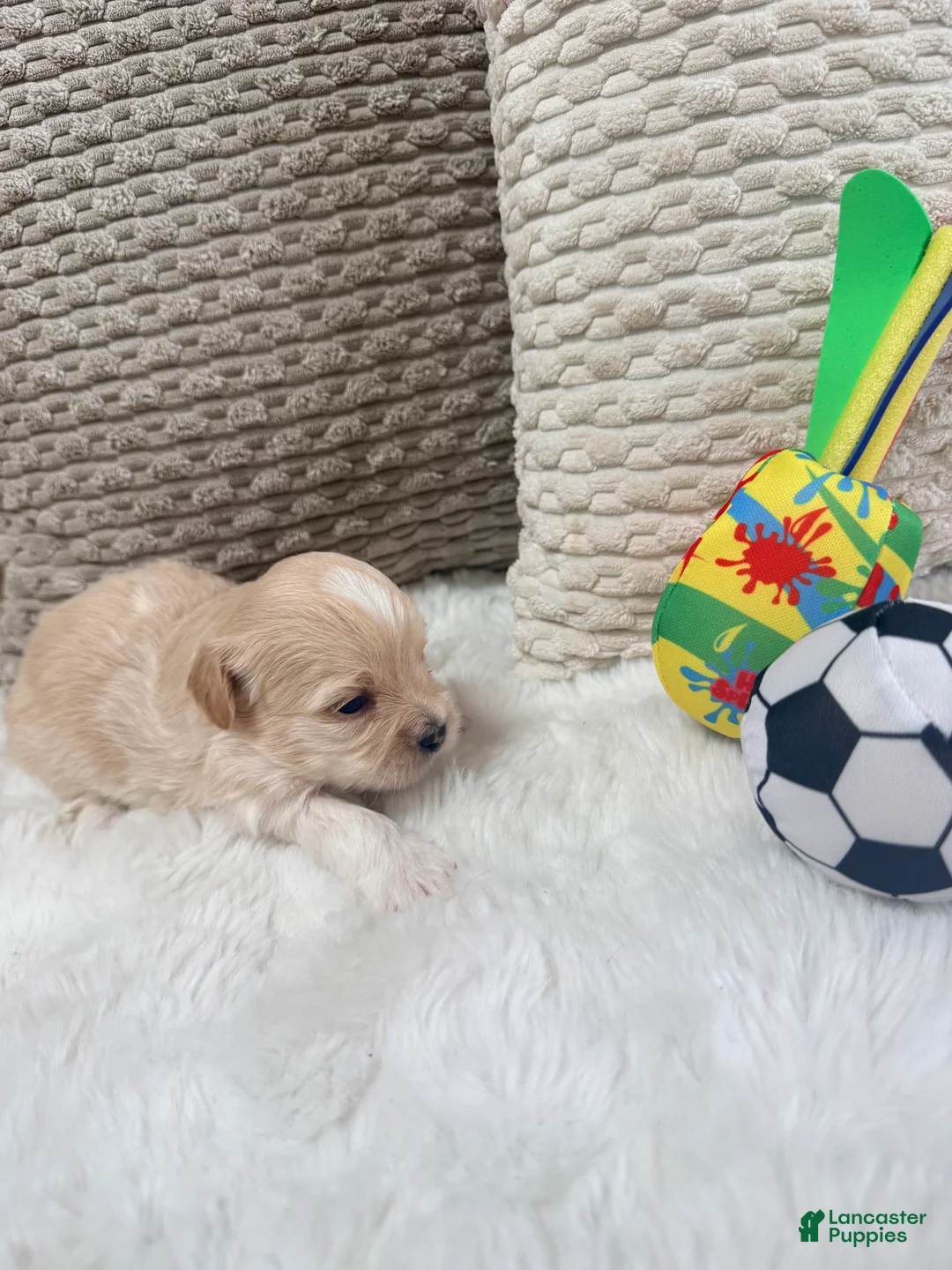 Mixed Breed dogs for sale: Casper  - Ad 2