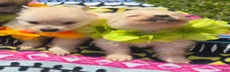 Pomeranian dogs for sale: Pomeranian Puppy 4 - Ad 1