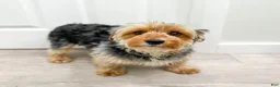 Yorkiepoo dogs for sale: Chico - Ad 7